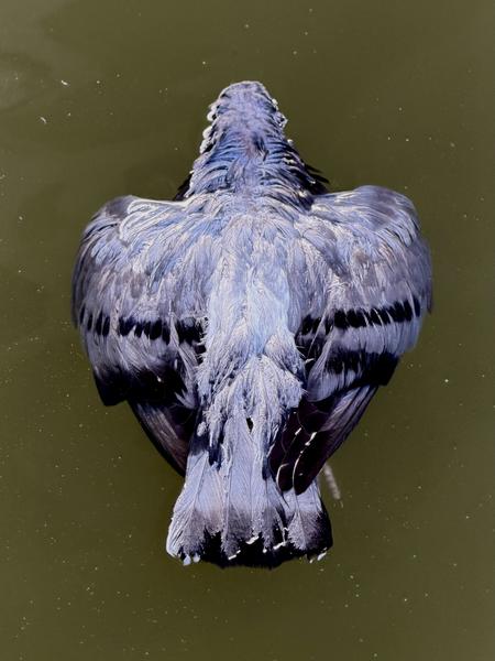 A pigeon floats on its back in the murky, olive-green water of a canal